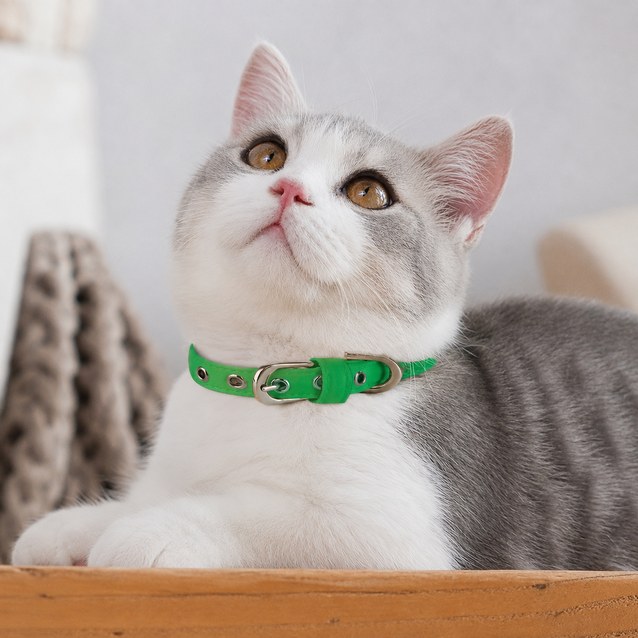 Verstellbares Haustier-Halsband für Hunde & Katzen